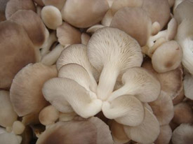 Brown oyster mushroom 